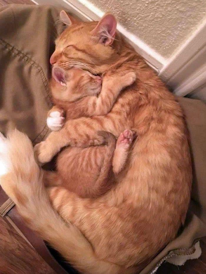40 Cat Pics That’ll Make You Say “Wait, What Is This Cat Doing?!”