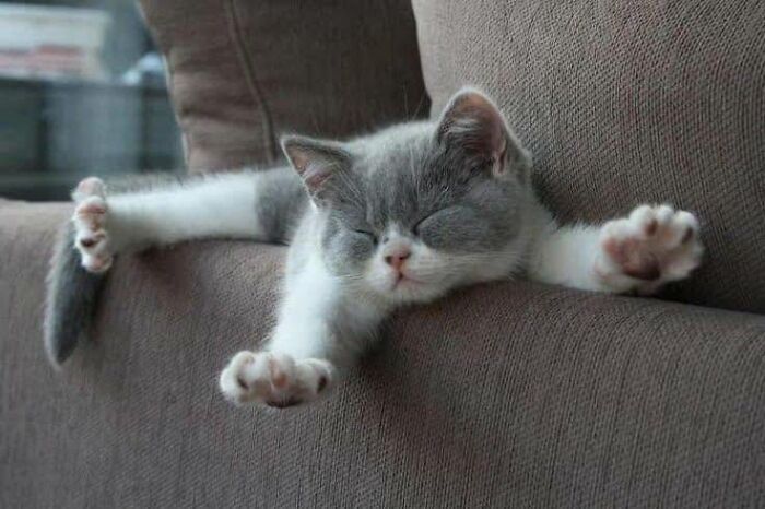 40 Cat Pics That’ll Make You Say “Wait, What Is This Cat Doing?!”