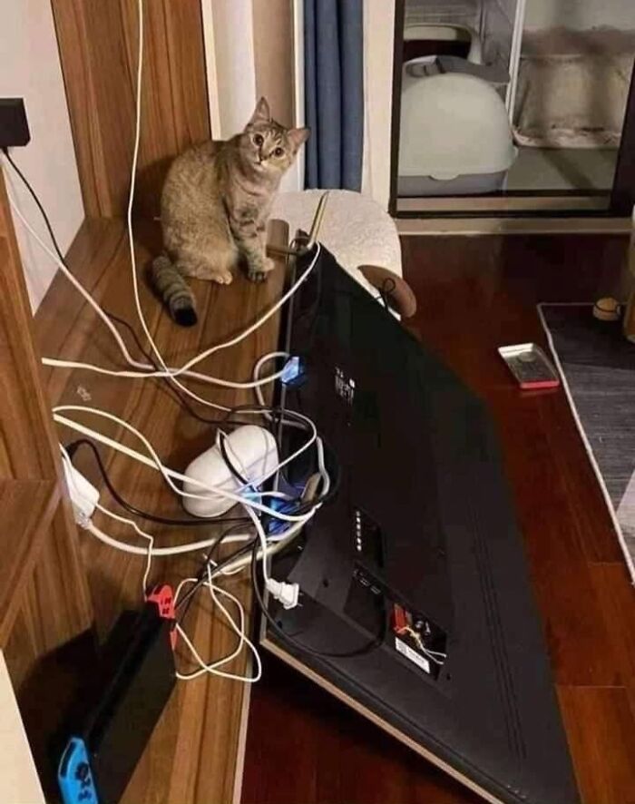 40 Cat Pics That’ll Make You Say “Wait, What Is This Cat Doing?!”