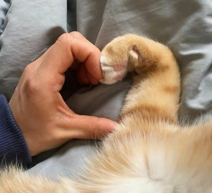 40 Cat Pics That’ll Make You Say “Wait, What Is This Cat Doing?!”