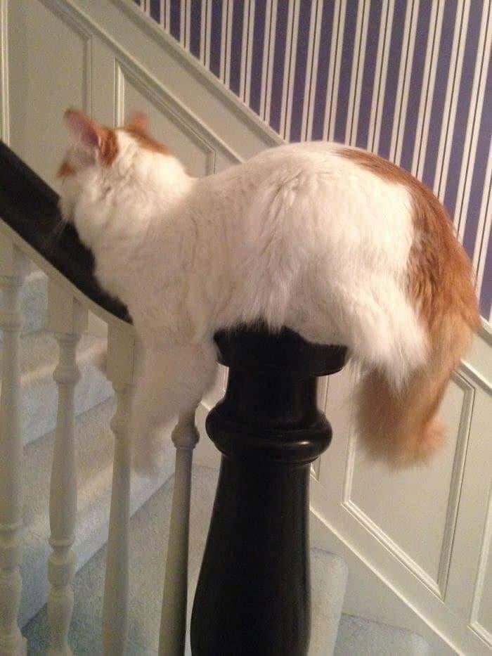 40 Cat Pics That’ll Make You Say “Wait, What Is This Cat Doing?!”