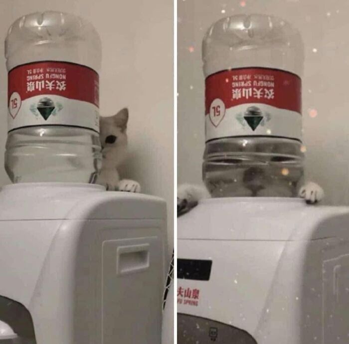 40 Cat Pics That’ll Make You Say “Wait, What Is This Cat Doing?!”