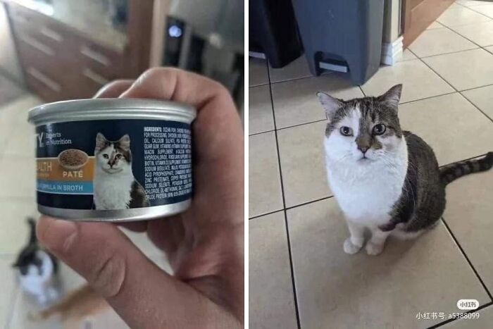 40 Cat Pics That’ll Make You Say “Wait, What Is This Cat Doing?!”