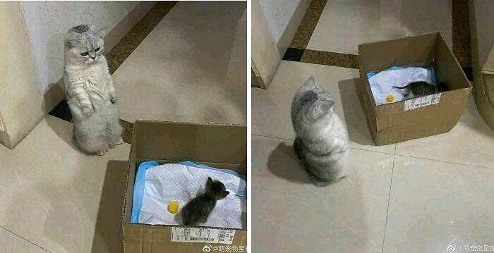40 Cat Pics That’ll Make You Say “Wait, What Is This Cat Doing?!”
