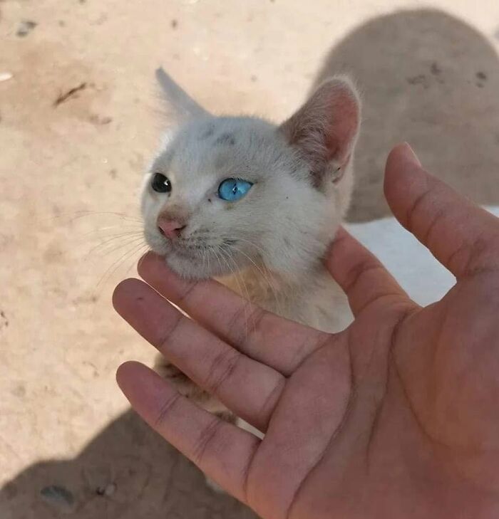 40 Cat Pics That’ll Make You Say “Wait, What Is This Cat Doing?!”