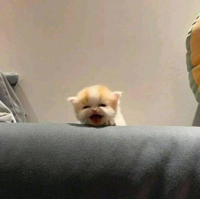40 Cat Pics That’ll Make You Say “Wait, What Is This Cat Doing?!”