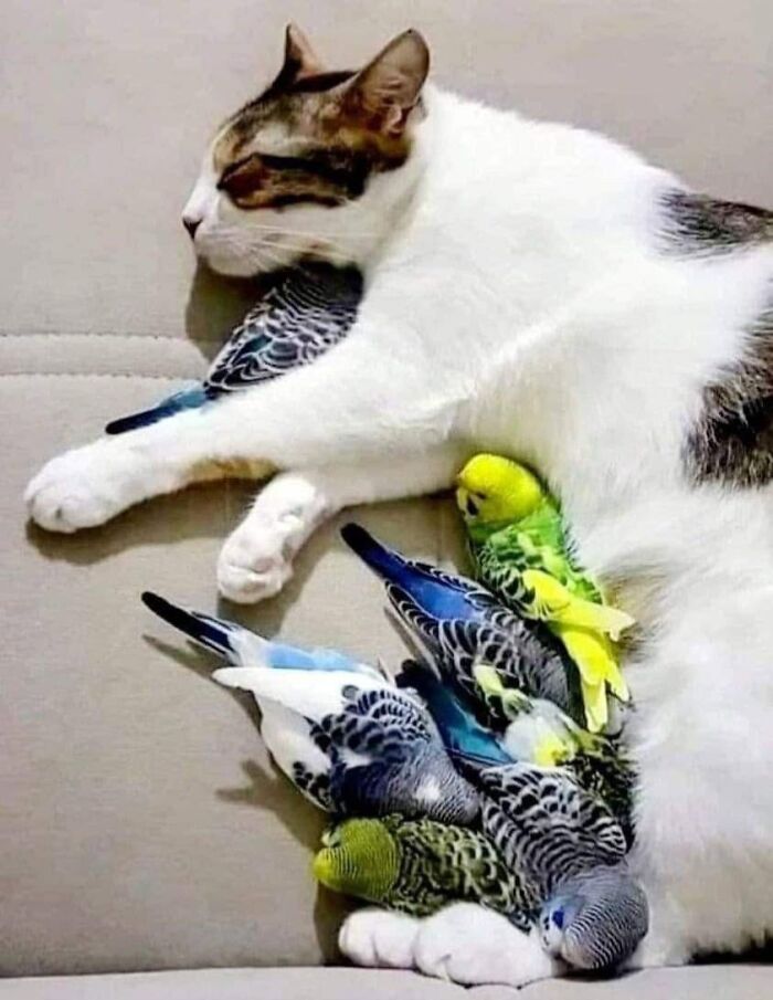 40 Cat Pics That’ll Make You Say “Wait, What Is This Cat Doing?!”