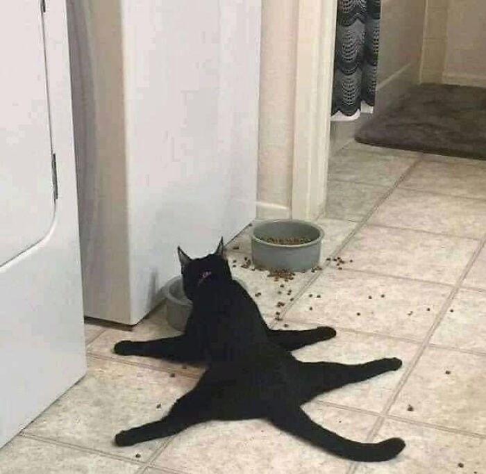 40 Cat Pics That’ll Make You Say “Wait, What Is This Cat Doing?!”