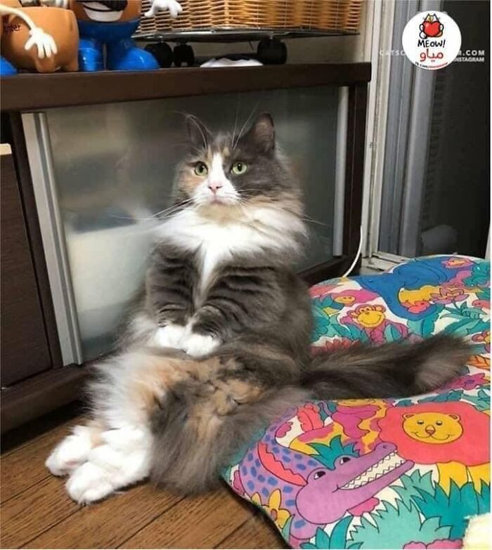 40 Cat Pics That’ll Make You Say “Wait, What Is This Cat Doing?!”