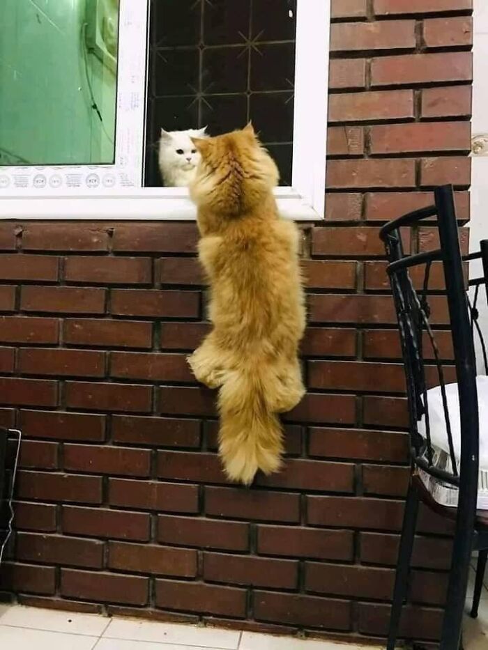40 Cat Pics That’ll Make You Say “Wait, What Is This Cat Doing?!”