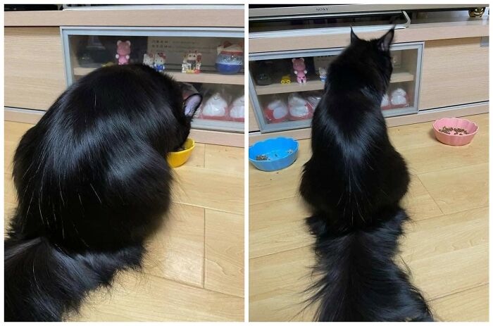 40 Cat Pics That’ll Make You Say “Wait, What Is This Cat Doing?!”