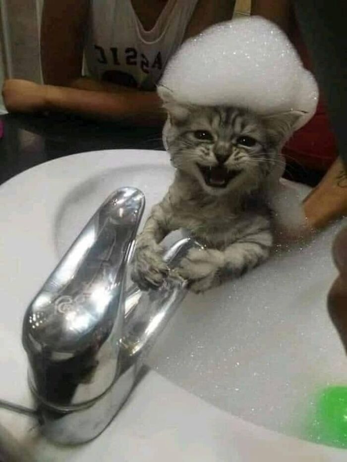 40 Cat Pics That’ll Make You Say “Wait, What Is This Cat Doing?!”