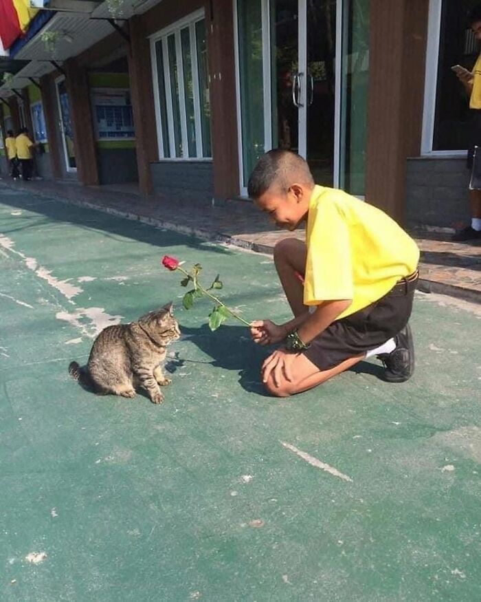 40 Cat Pics That’ll Make You Say “Wait, What Is This Cat Doing?!”