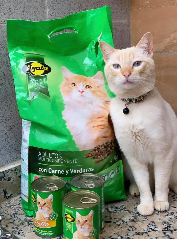 40 Cat Pics That’ll Make You Say “Wait, What Is This Cat Doing?!”