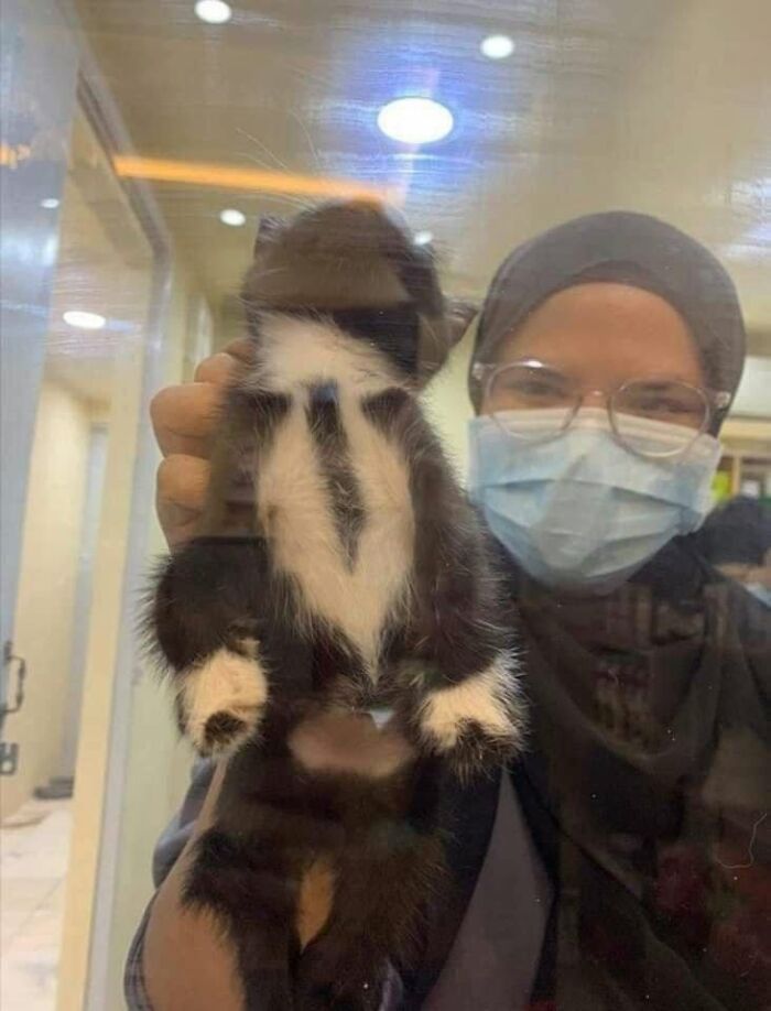 40 Cat Pics That’ll Make You Say “Wait, What Is This Cat Doing?!”