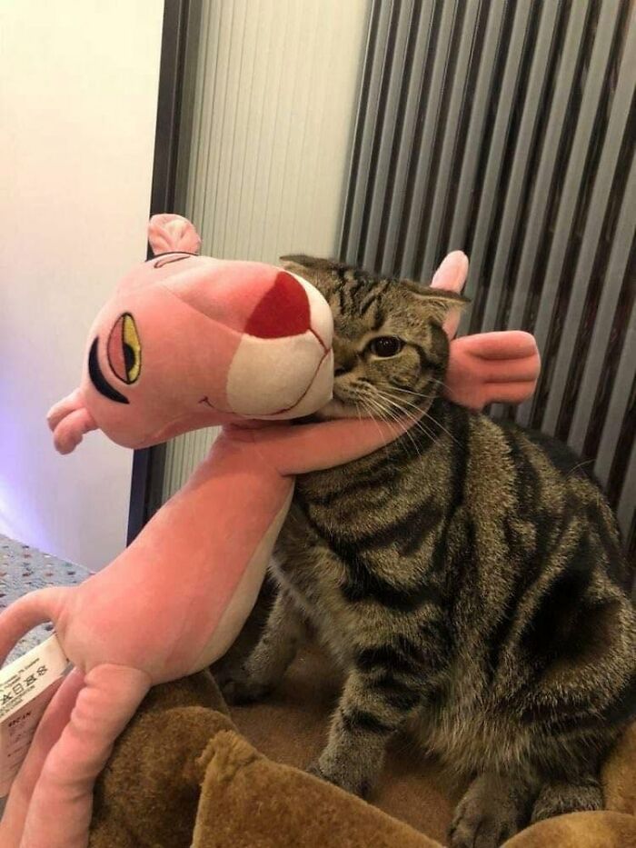 40 Cat Pics That’ll Make You Say “Wait, What Is This Cat Doing?!”