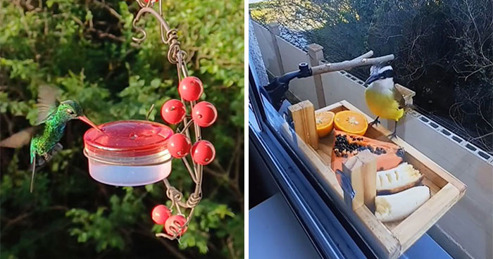 This Guy Turned His Window Into The Coolest Tiny Bird Cafe Ever