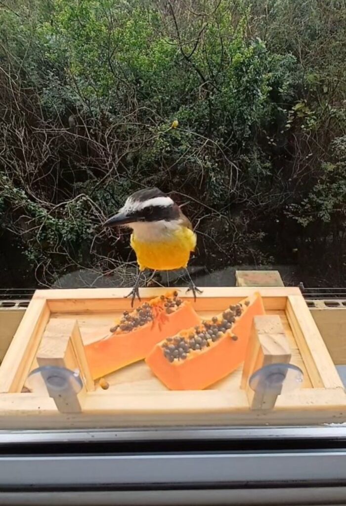 This Guy Turned His Window Into The Coolest Tiny Bird Cafe Ever