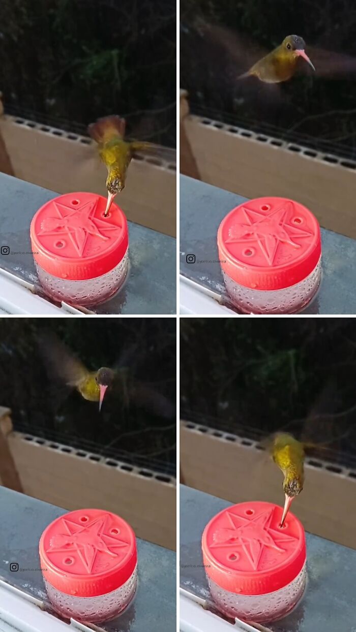 This Guy Turned His Window Into The Coolest Tiny Bird Cafe Ever