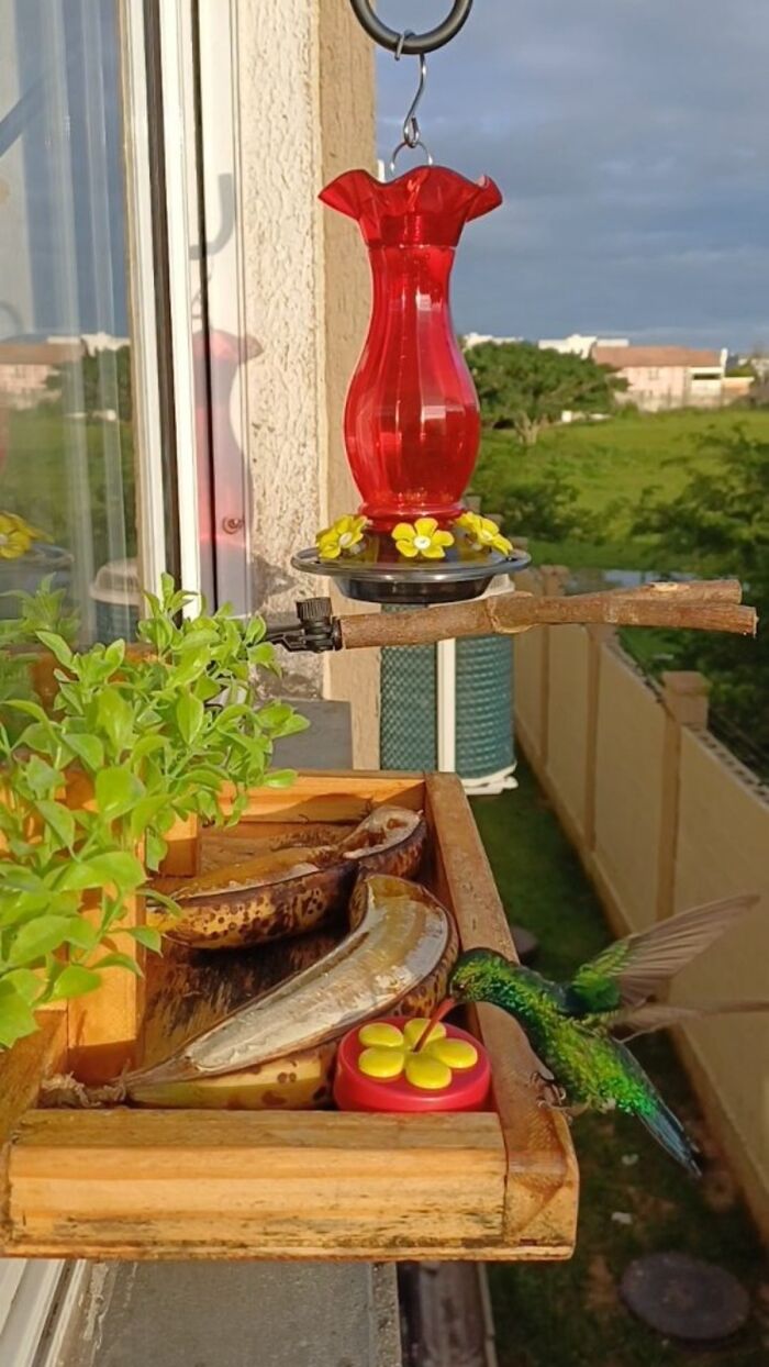 This Guy Turned His Window Into The Coolest Tiny Bird Cafe Ever