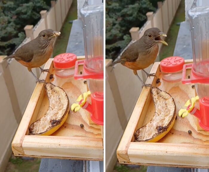 This Guy Turned His Window Into The Coolest Tiny Bird Cafe Ever