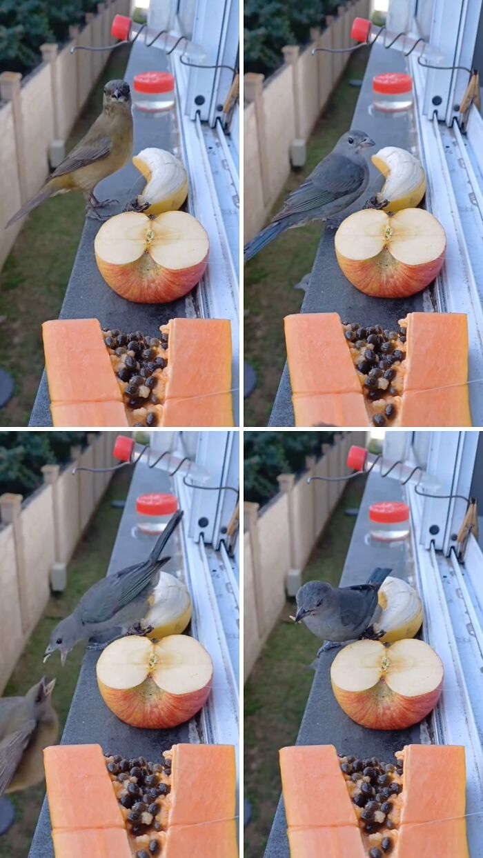 This Guy Turned His Window Into The Coolest Tiny Bird Cafe Ever
