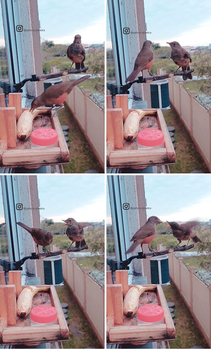 This Guy Turned His Window Into The Coolest Tiny Bird Cafe Ever