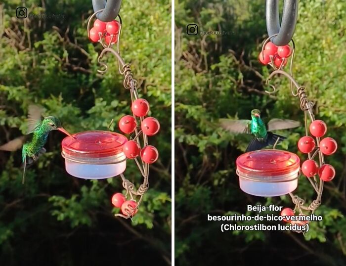 This Guy Turned His Window Into The Coolest Tiny Bird Cafe Ever