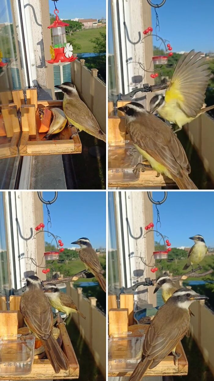 This Guy Turned His Window Into The Coolest Tiny Bird Cafe Ever