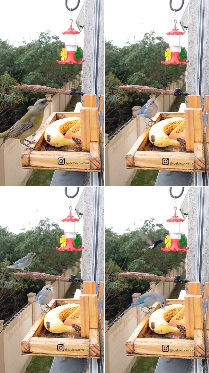 This Guy Turned His Window Into The Coolest Tiny Bird Cafe Ever