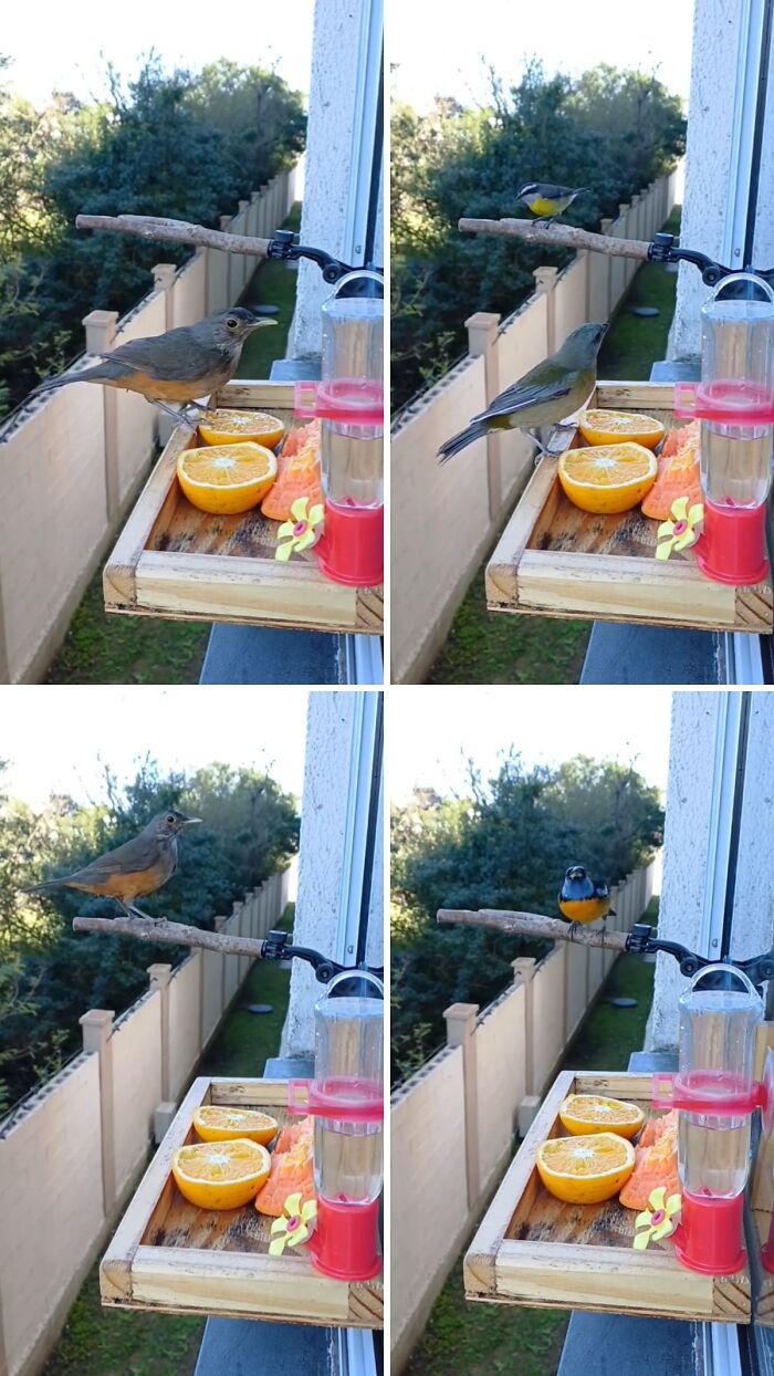 This Guy Turned His Window Into The Coolest Tiny Bird Cafe Ever