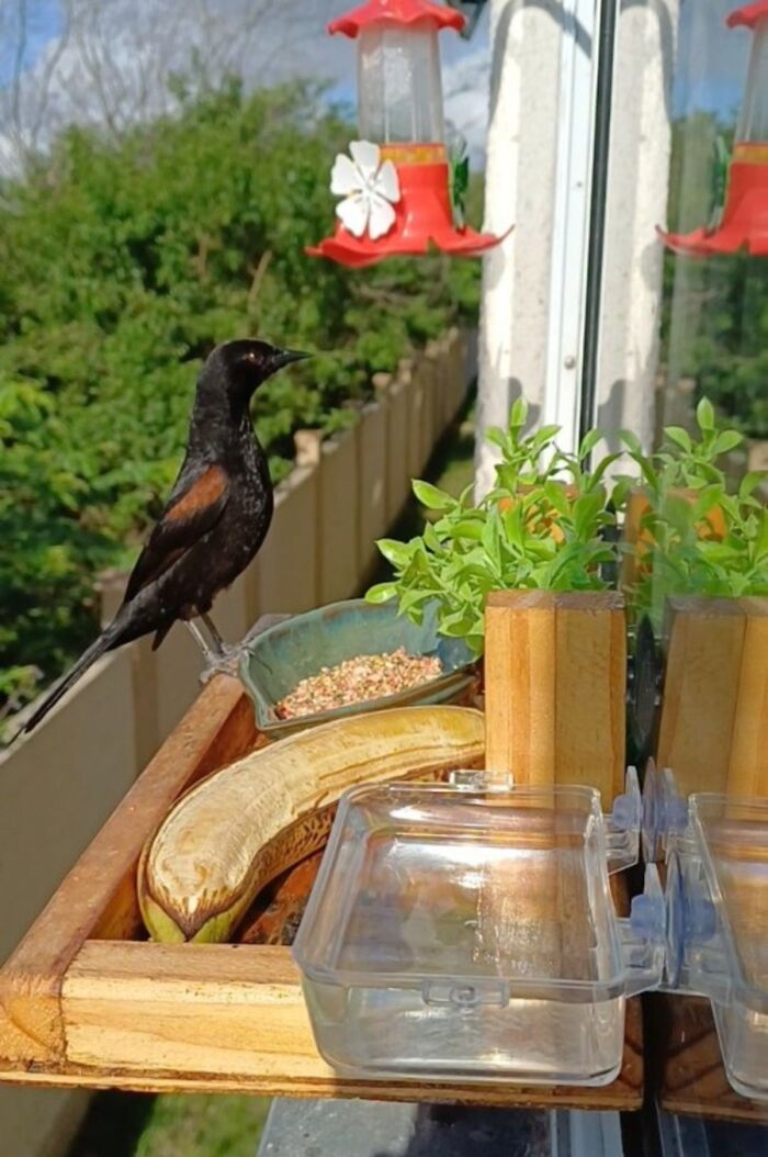 This Guy Turned His Window Into The Coolest Tiny Bird Cafe Ever
