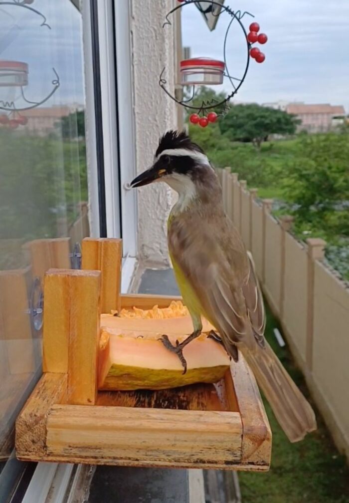 This Guy Turned His Window Into The Coolest Tiny Bird Cafe Ever