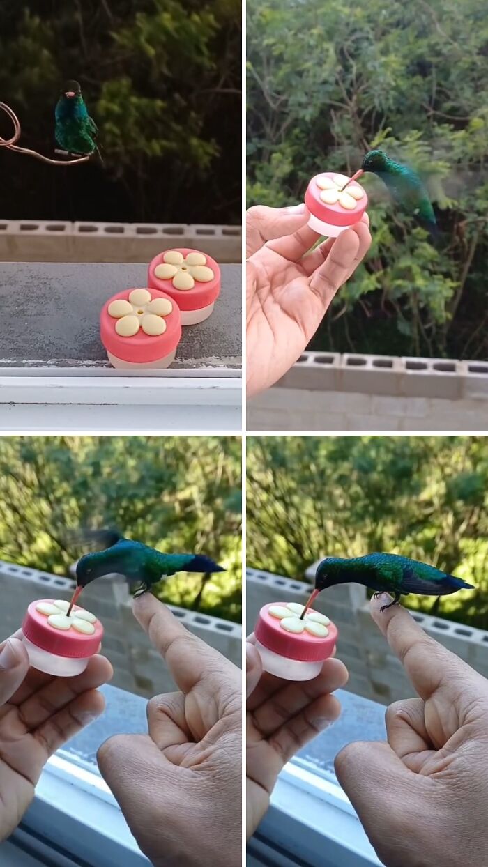 This Guy Turned His Window Into The Coolest Tiny Bird Cafe Ever