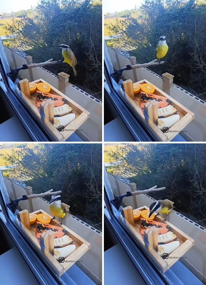 This Guy Turned His Window Into The Coolest Tiny Bird Cafe Ever