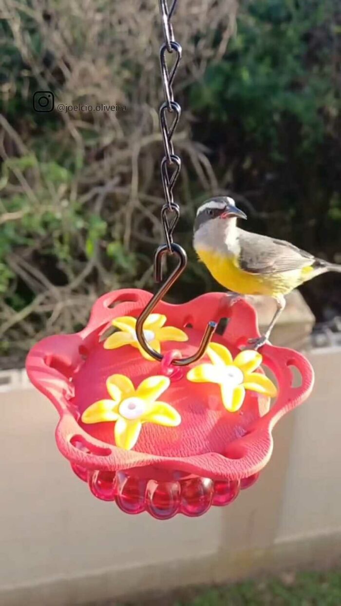 This Guy Turned His Window Into The Coolest Tiny Bird Cafe Ever
