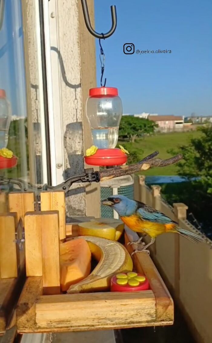 This Guy Turned His Window Into The Coolest Tiny Bird Cafe Ever