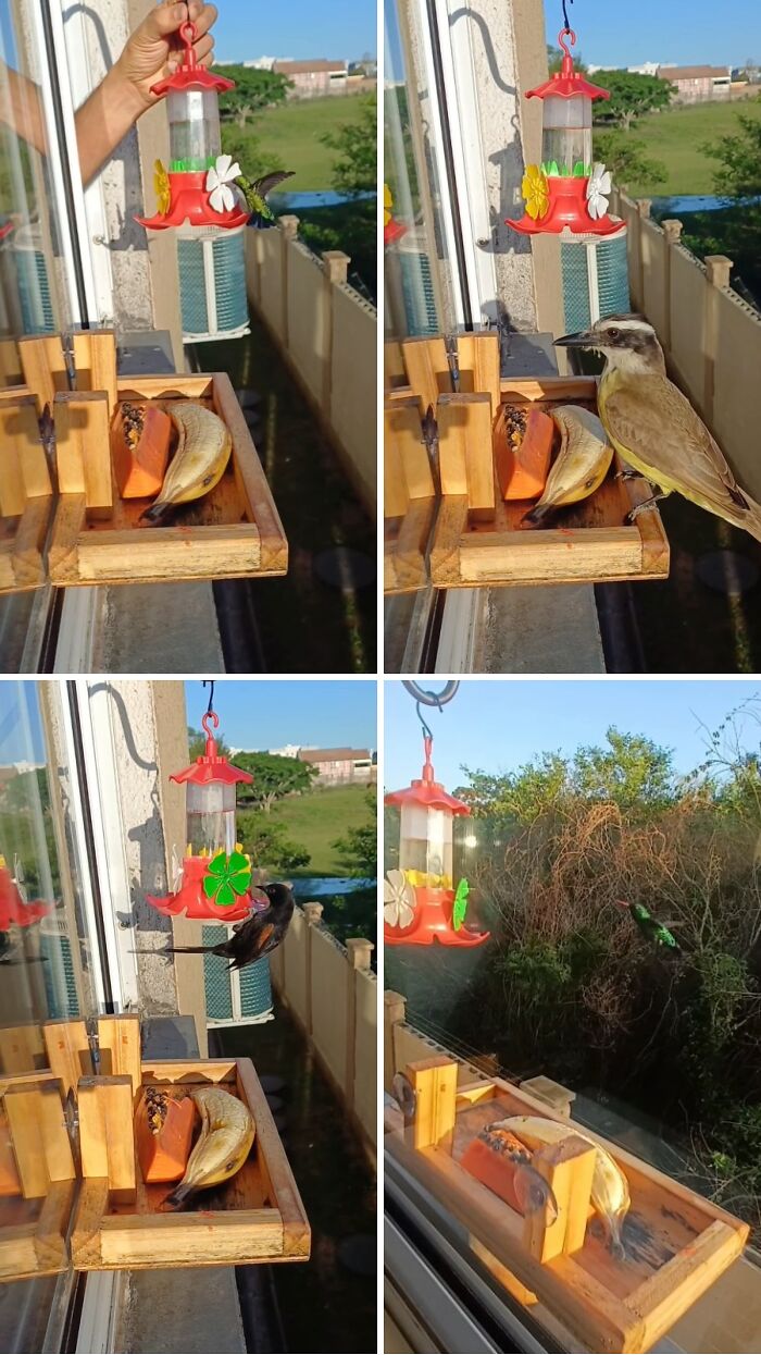 This Guy Turned His Window Into The Coolest Tiny Bird Cafe Ever