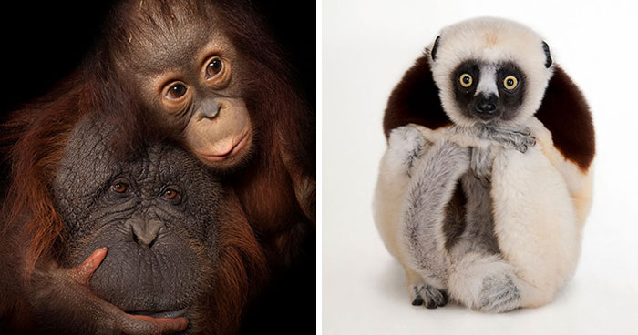 31 Wild Animals That Look Like They Just Stepped Out of a Dream