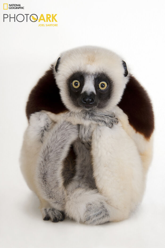 Coquerel's Sifaka - The Leaping Tree Ninja