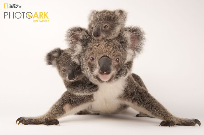 Koalas - The Ultimate Eucalyptus Snackers