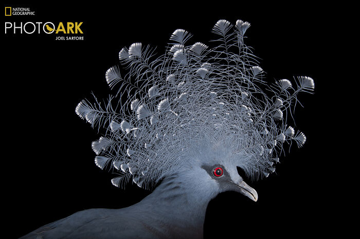 Victoria Crowned Pigeon - The Feathered Crown Royalty