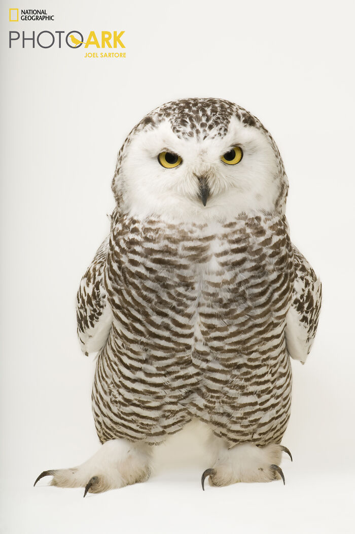 Female Snowy Owl - The Ghost of Winter