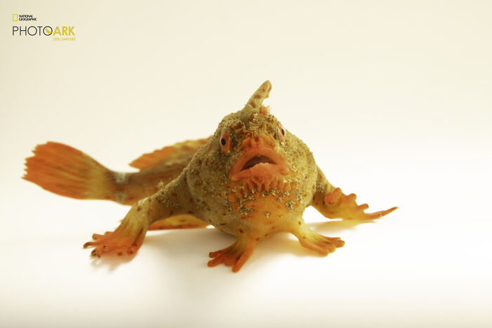 Female Red Handfish - The Handy Little Swimmer