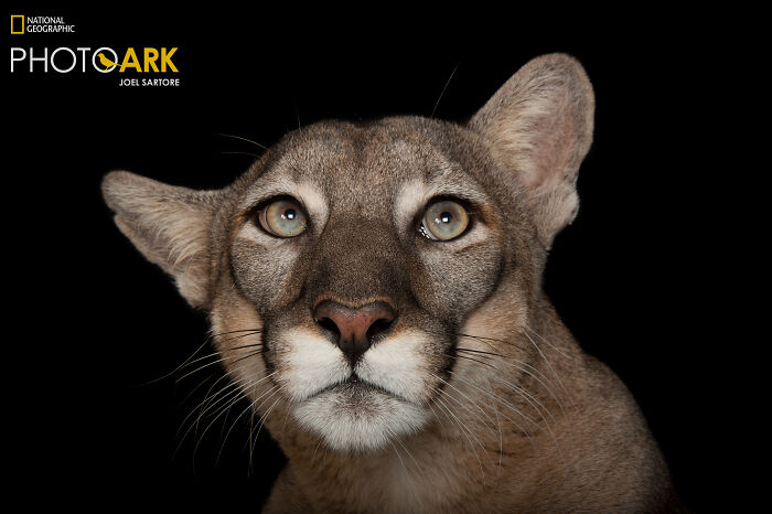 Florida Panther - The Sneaky Jungle Cat