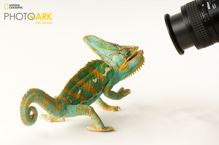 Veiled Chameleon - The Color-Changing Mastermind