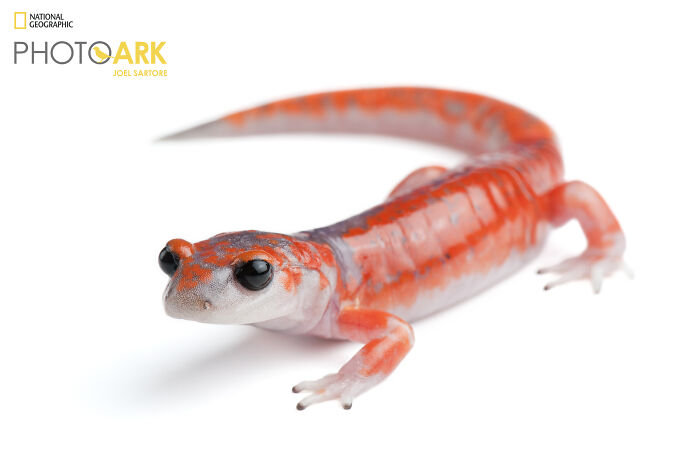 Sierra Nevada Ensatina Salamander - The Tiny Pose Master
