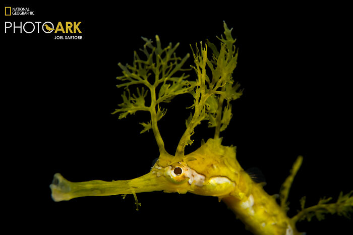 Ribboned Pipefish – The Underwater Swirly Dude