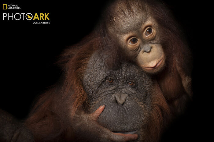 Bornean Orangutans – The Furry Philosopher Crew