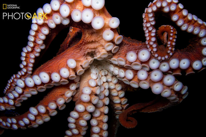Octopus – The Eight-Armed Genius